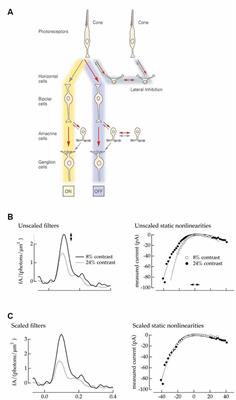 High Contrast Allows the Retina to Compute More Than Just Contrast